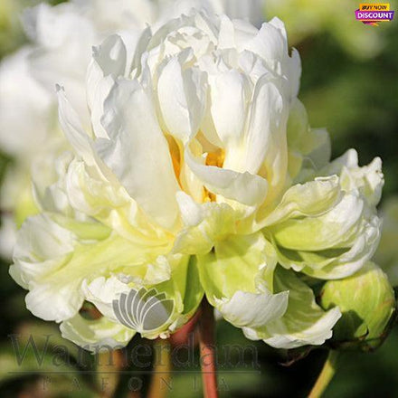 Peony Green Halo - Peony Plants from Holland - Peonita