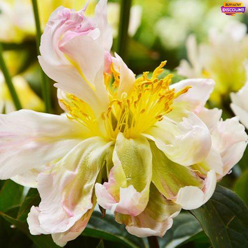 Peony Green Lotus - Peony Plants from Holland - Peonita