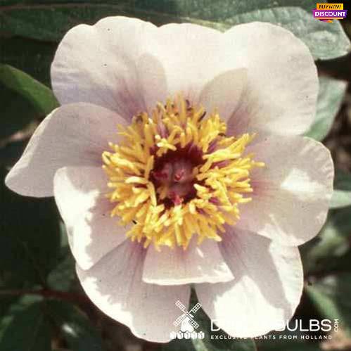 Peony Halcyon - Peony Plants from Holland - Peonita