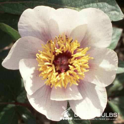 Peony Halcyon - Peonita