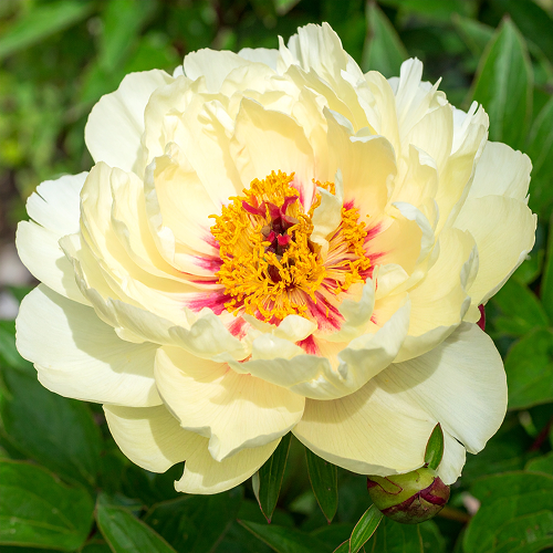 Peony Haleigh's Comet (ITOH) - Peony Plants from Holland - Peonita
