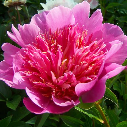 Peony Heidi - Peonita