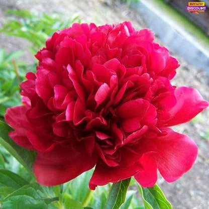 Peony Henry Bockstoce - Peony Plants from Holland - Peonita