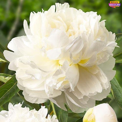 Peony Henry Sass - Peony Plants from Holland - Peonita