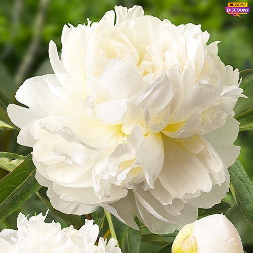 Peony Henry Sass - Peony Plants from Holland - Peonita