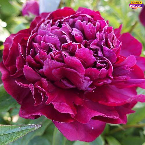 Peony Highlight - Peony Plants from Holland - Peonita