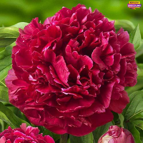 Peony Highlight - Peony Plants from Holland - Peonita