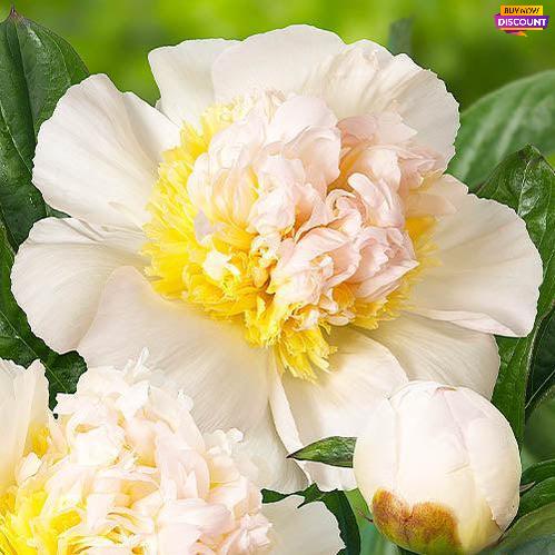 Peony Honey Gold - Peony Plants from Holland - Peonita