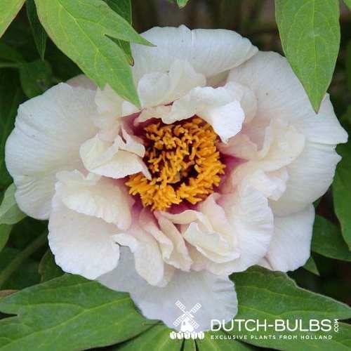 Peony Ice Age - Peonita