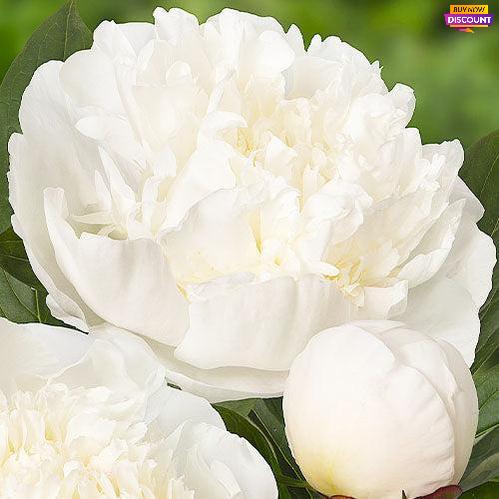 Peony Immaculee - Peony Plants from Holland - Peonita