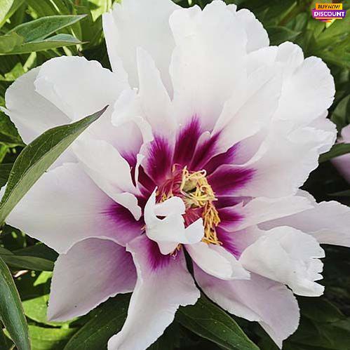Peony itoh Cora Louise - Peony Plants from Holland - Peonita