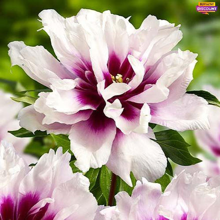 Peony itoh Cora Louise - Peony Plants from Holland - Peonita