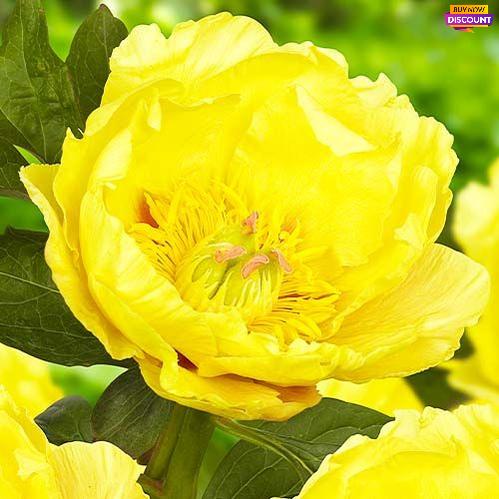 Peony itoh Garden Treasure - Peony Plants from Holland - Peonita