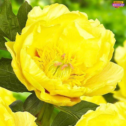 Peony itoh Garden Treasure - Peony Plants from Holland - Peonita