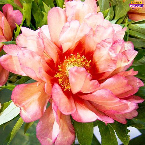 Peony itoh Hillary - Peony Plants from Holland - Peonita