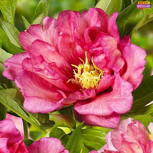Peony itoh Hillary - Peony Plants from Holland - Peonita