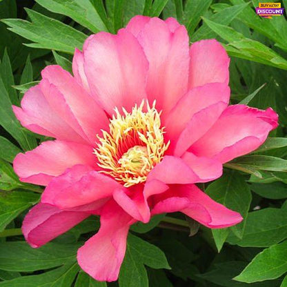 Peony itoh Julia Rose - Peony Plants from Holland - Peonita
