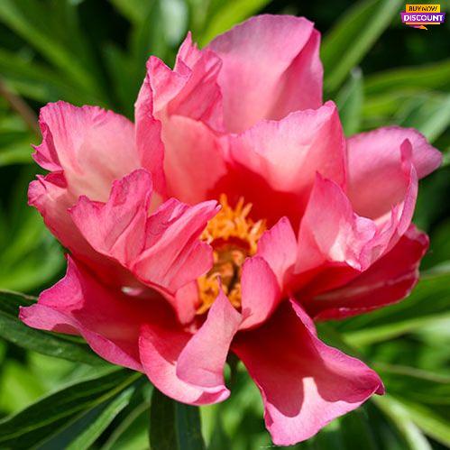 Peony itoh Julia Rose - Peony Plants from Holland - Peonita