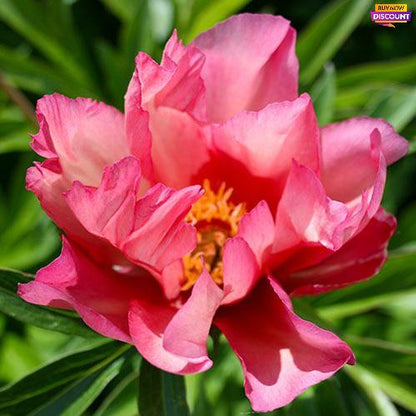 Peony itoh Julia Rose - Peony Plants from Holland - Peonita