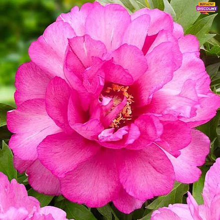 Peony itoh Julia Rose - Peony Plants from Holland - Peonita