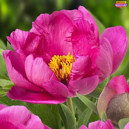 Peony itoh Pink Ardour - Peony Plants from Holland - Peonita