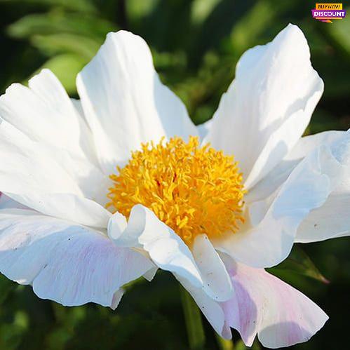 Peony Ivory Inspirations - Peony Plants from Holland - Peonita