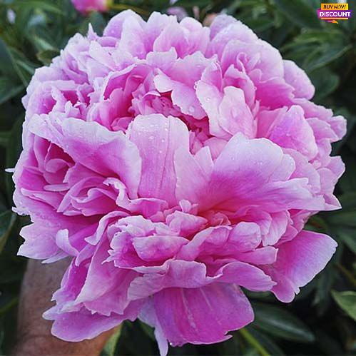 Peony Jacorma - Peony Plants from Holland - Peonita