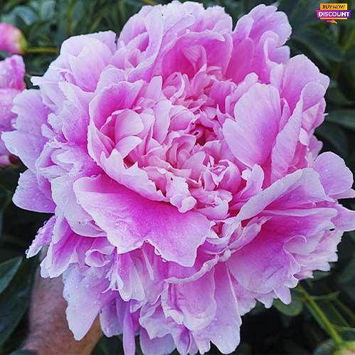 Peony Jacorma - Peony Plants from Holland - Peonita