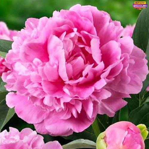 Peony Jacorma - Peony Plants from Holland - Peonita