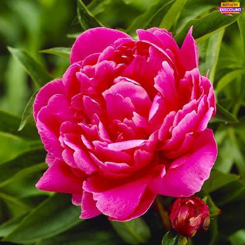 Peony Jadwiga - Peony Plants from Holland - Peonita