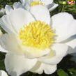 Peony Jan van Leeuwen - Peony Plants from Holland - Peonita