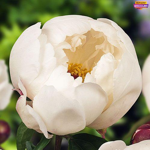 Peony Jan van Leeuwen - Peony Plants from Holland - Peonita