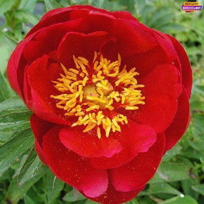 Peony Joyce Ellen - Peony Plants from Holland - Peonita