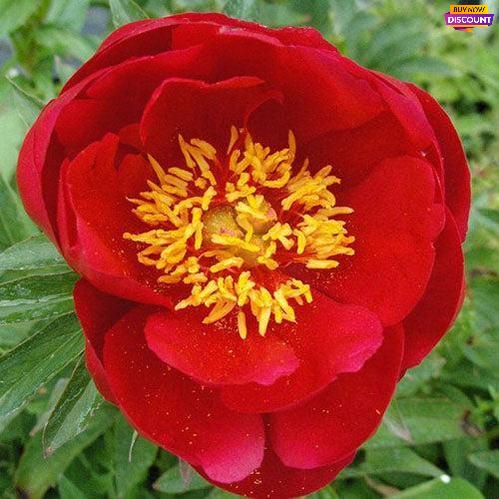 Peony Joyce Ellen - Peony Plants from Holland - Peonita
