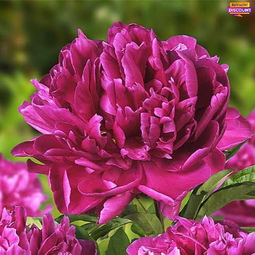 Peony Karl Rosenfield - Peony Plants from Holland - Peonita