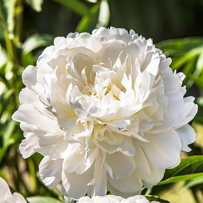 Peony Katharine - Peonita