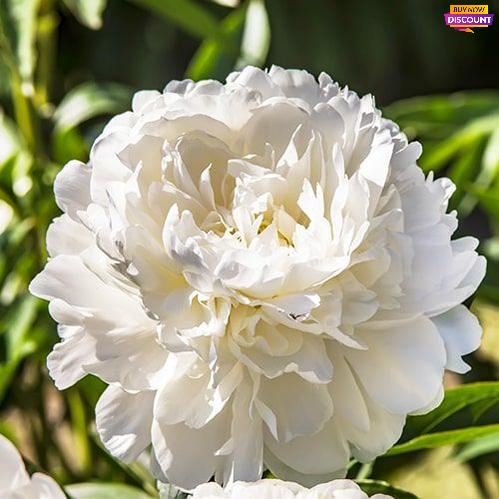 Peony Katharine - Peony Plants from Holland - Peonita