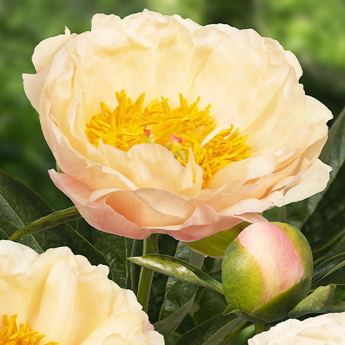 Peony Kings Day - Peonita