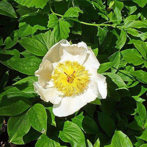 Peony Lactiflora "бял" (Pyatigorsk)