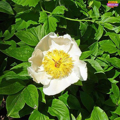 Peony lactiflora "White" (Pyatigorsk) - Peony Plants from Holland - Peonita