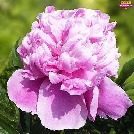 Peony Lady Anna - Peony Plants from Holland - Peonita
