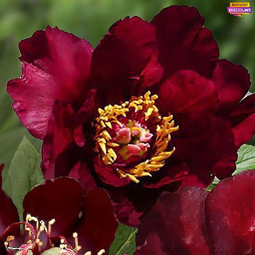 Peony Lafayette Escadrille (ITOH) - Peony Plants from Holland - Peonita