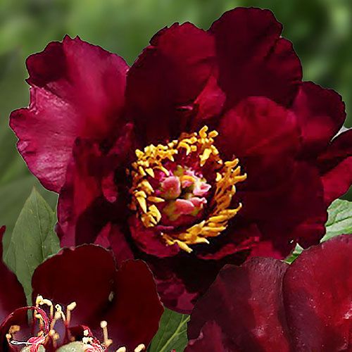 Peony Lafayette Escadrille (ITOH) - Peonita