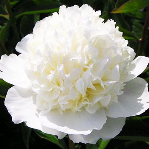 Peony Lancaster Imp - Peonita