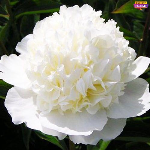 Peony Lancaster Imp - Peony Plants from Holland - Peonita