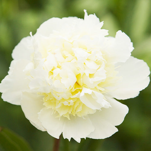 Peony Laura Dessert - Peonita