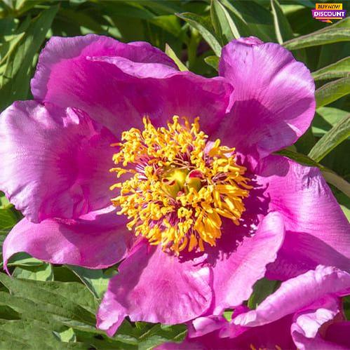 Peony Lavender Baby - Peony Plants from Holland - Peonita