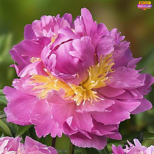Peony Lavon - Peony Plants from Holland - Peonita