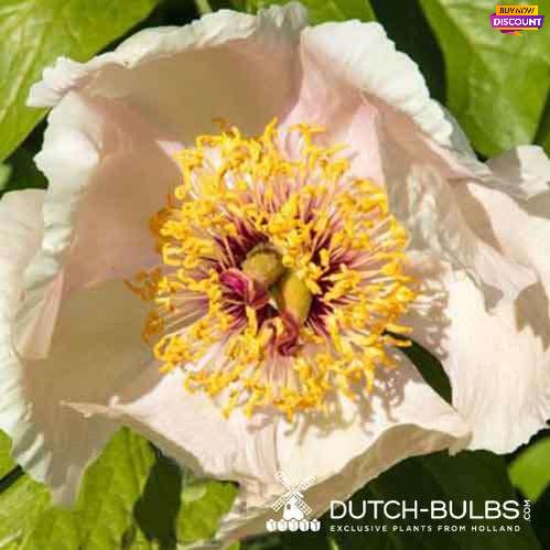 Peony Le Printemps - Peony Plants from Holland - Peonita