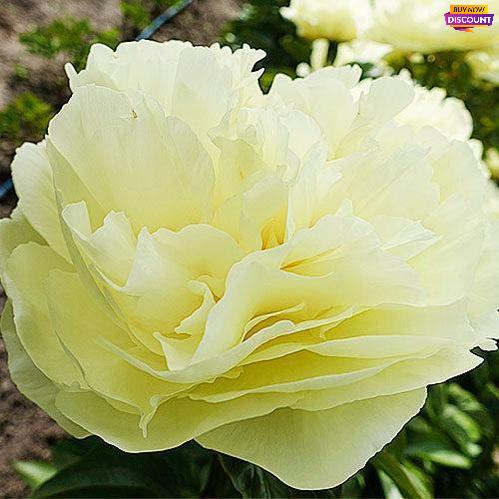 Peony Lemon Chiffon - Peony Plants from Holland - Peonita